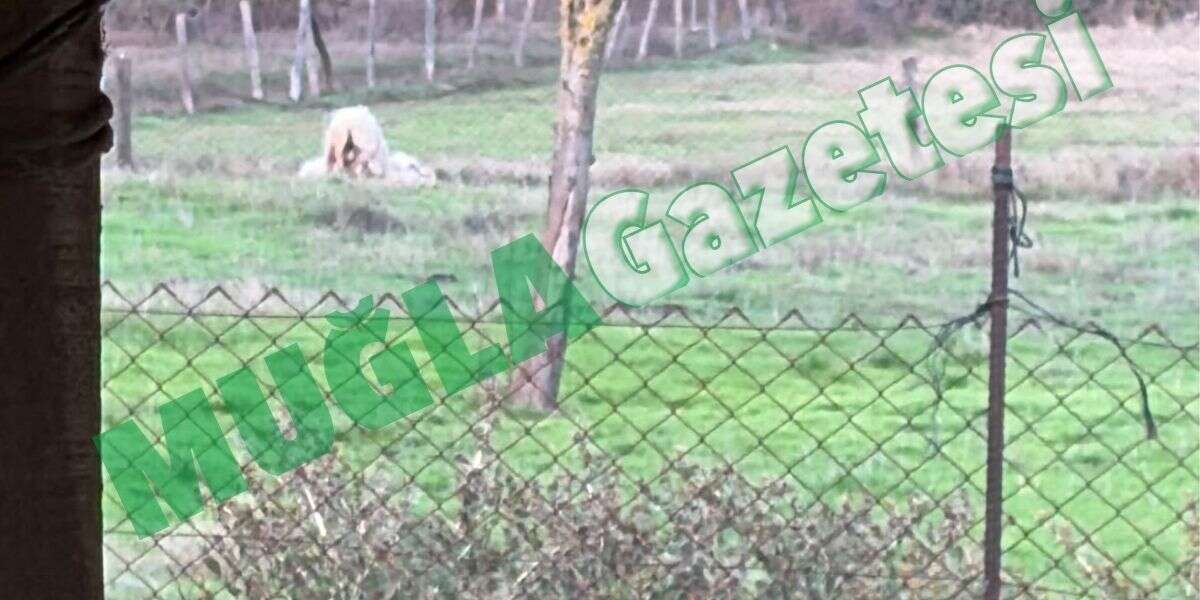 Menteşe'de Köpekler Ağılda Koyunları Parçaladı: Menteşe Belediyesi 1 Saattir Bekleniyor 3